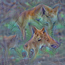 n02114855 coyote, prairie wolf, brush wolf, Canis latrans